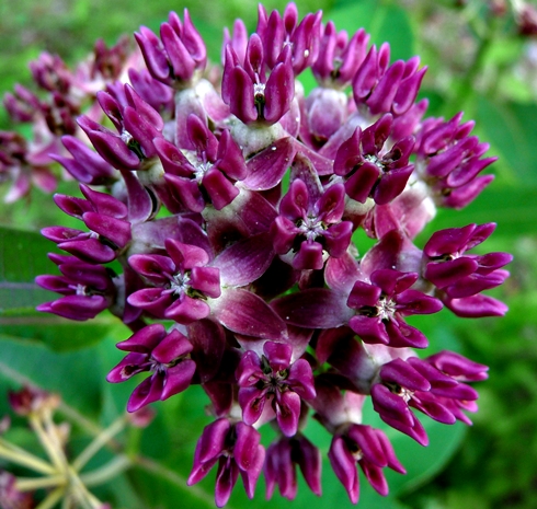 {Asclepias purpurascens}